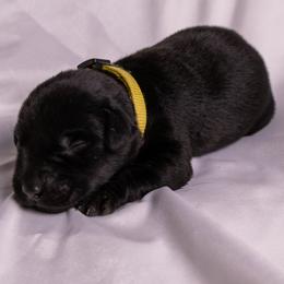 Yellow collar - Black male Labrador Retriever puppy in Lebanon, Oregon from Table Rock Retrievers