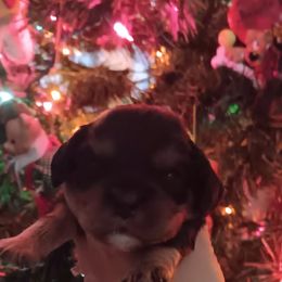 Joseph - Black and tan male Cavalier King Charles Spaniel puppy in Villa Rica, Georgia from Georgia Alabama Cavaliers