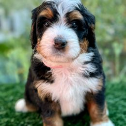 Paris 🗼 - Tri-color Bernedoodle puppy in Elk Grove, California from Cali Bernedoodles