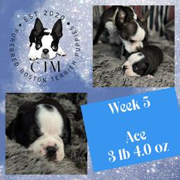 Ace - Black and white male Boston Terrier puppy in Jupiter, Florida from CJM Boston and Boxer Puppies