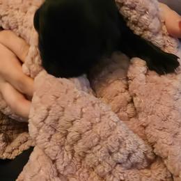 Girl 3 - Black female Labrador Retriever puppy in Oxford, Georgia from Cornish Mountain Labradors