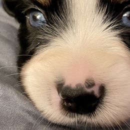 Rover - Black Miniature Australian Shepherd puppy in City Island, New York from Tailormade Aussies