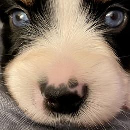Rover - Black Miniature Australian Shepherd puppy in City Island, New York from Tailormade Aussies