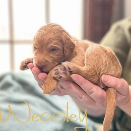 Double Doodle and Labradoodle Puppies from Magnolia & Finn Doodles