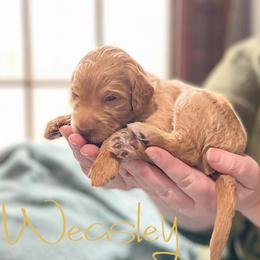 Double Doodle and Labradoodle Puppies from Magnolia & Finn Doodles