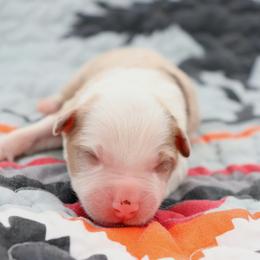 Flare - Red merle female Australian Shepherd puppy in Weatherford, Texas from Ridgestar Aussies