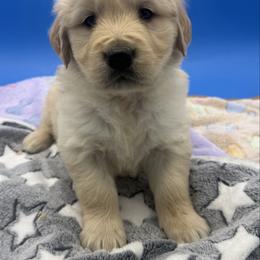 Lightest golden boy 7 - Light golden male Golden Retriever puppy in Spanaway, Washington from 11 Oaks Kennels