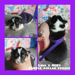 Purple Female - Black and tan female Pembroke Welsh Corgi puppy in Wayne City, Illinois from Lash Livestock & Corgis