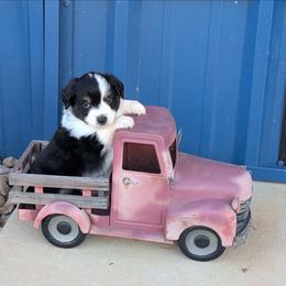 Solo - Black tri male Miniature Australian Shepherd puppy in Lufkin, Texas from Texas Lil Cowdogs