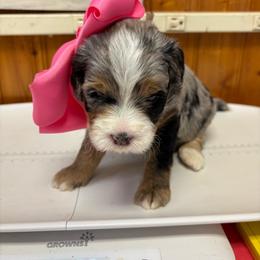Star - Merle female Bernedoodle puppy in Waco, Texas from Doodles of Your Dreams (formerly Texana Doodles)