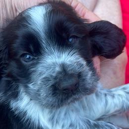 COLE - Black and white male English Springer Spaniel puppy in Sherwood, Oregon from Cherri's English Springer Spaniels