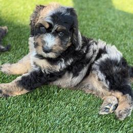 Cookies and crème - Blue merle male Bernedoodle puppy in Fortuna, California from Dalton Poodles and Doodles