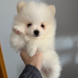 Toby - Cream parti male Pomeranian puppy in Minooka, Illinois from Sheree’s Pomeranians
