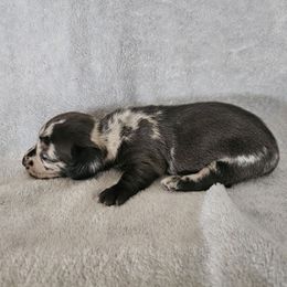 Harvey - Dapple male Dachshund puppy in Florence, Arizona from Doxie Town Az