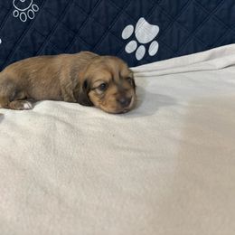 Boy 1 - male Dachshund puppy in Pearland, Texas from Lori Li's Doxies