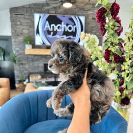 O A K S - Teddy Bear- G I R L - Merle female Yorkipoo puppy in Pleasant View, Utah from Anchor Dogs