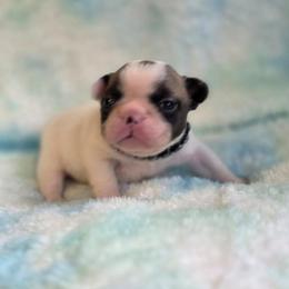 Poppy Lee - Fawn and white female French Bulldog puppy in Polk City, Florida from Best Friend Frenchies, LLC