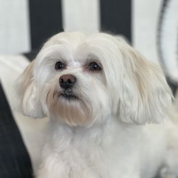 Lottie - Morkie