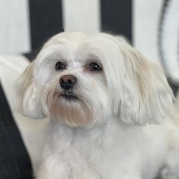 Lottie - Morkie