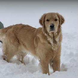 Dachshund and Golden Retriever All Grown Up from Grove Haven Canines