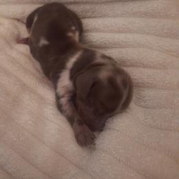 River - Dapple male Dachshund puppy in Hiddenite, North Carolina from Dannie's Doxies