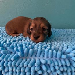 Lulou - Cream female Dachshund puppy in Wolf Lake, Indiana from Canisteo Dachshunds