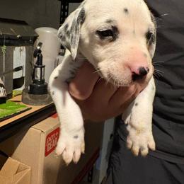 Cypress - White and black male Dalmatian puppy in Des Moines, Iowa from Spot Splattered Dalmatians
