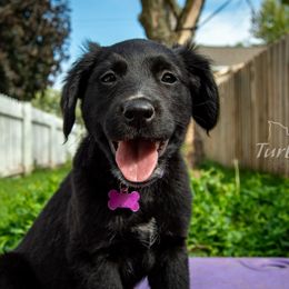 Border Collie, Golden Retriever, and Sporty Mix Puppies from Turbo Border Collies & Coltrievers