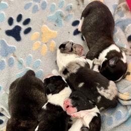 American Corgi Puppies from 5H Corgis