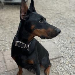 Stella - Doberman Pinscher