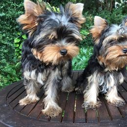 Yorkshire Terrier Puppies from Liz’s Yorkshire Terriers
