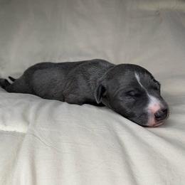 Grayson - Seal male Italian Greyhound puppy in Haywood, Kentucky from Kentucky Greyhounds