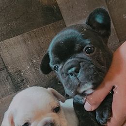French Bulldog Puppies from Addylane Frenchies