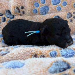 Gus - Black male Poodle puppy in Greenville, South Carolina from Wendy's House Of Poodles LLC