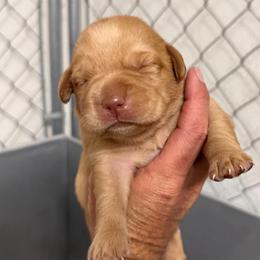 Legacy - Fox red female Dilute Retriever puppy in Baldwin City, Kansas from Hedge Lane Labradors