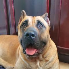 Perro de Presa Canarios from Born Legends Presa, LLC