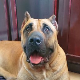 Perro de Presa Canarios from Born Legends Presa, LLC