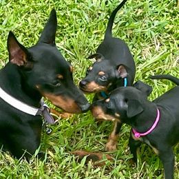 Manchester Terriers from Belev Itornot Manchester Terriers