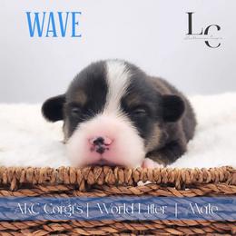 Wave - Black and tan male Pembroke Welsh Corgi puppy in Pine Village, Indiana from NL Horsemanship