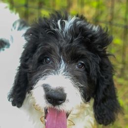 Bud - Black and white Bernedoodle puppy in Woodland, Georgia from Bethel Doodle Ranch
