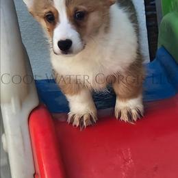 Ron - Red male Pembroke Welsh Corgi puppy in Kiowa, Colorado from Cool Water Corgis LLC
