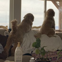 Goldendoodle Puppies from Heavenly Hilltop Farm