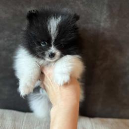 Teddy - Black parti male Pomeranian puppy in El Sobrante, California from Little Lovers Kennels, LLC