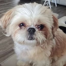 Madi - Shih Tzu