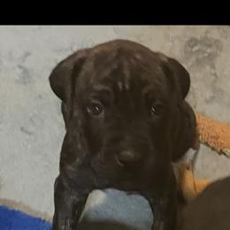 Boy 2 - Chestnut brindle male Cane Corso puppy in Douglasville, Georgia from Palazzo Cane Corso