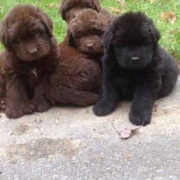 Newfoundland Puppies from Sweetwater Newfoundland