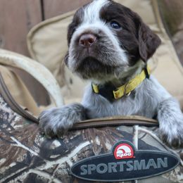 English Springer Spaniel Puppies from White Pine Springer Spaniels