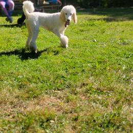 Poodle All Grown Up from Tri-state poodles & Doodles