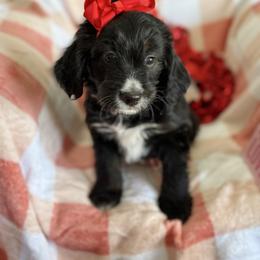 Robin - Black female Goldendoodle puppy in Aztec, New Mexico from HappyHazelDoodles