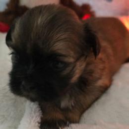 Marco - Brindle male Shih Tzu puppy in Filer, Idaho from Shih Tzu Kennels